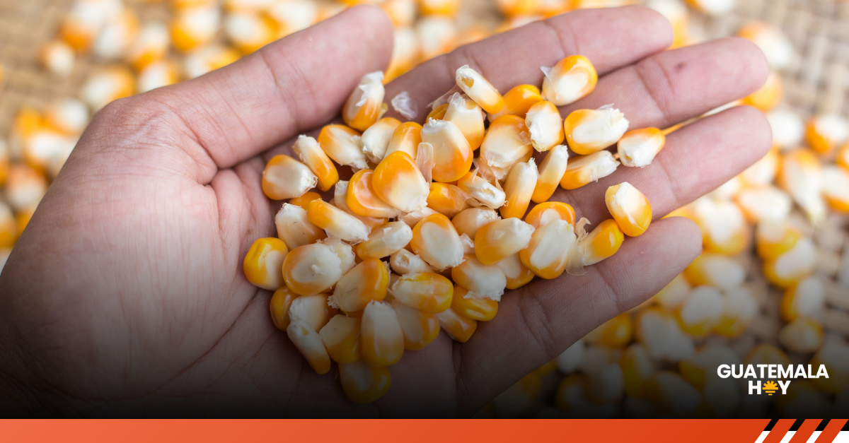 Legado vivo: semillas guatemaltecas resguardadas en la bóveda más segura del planeta